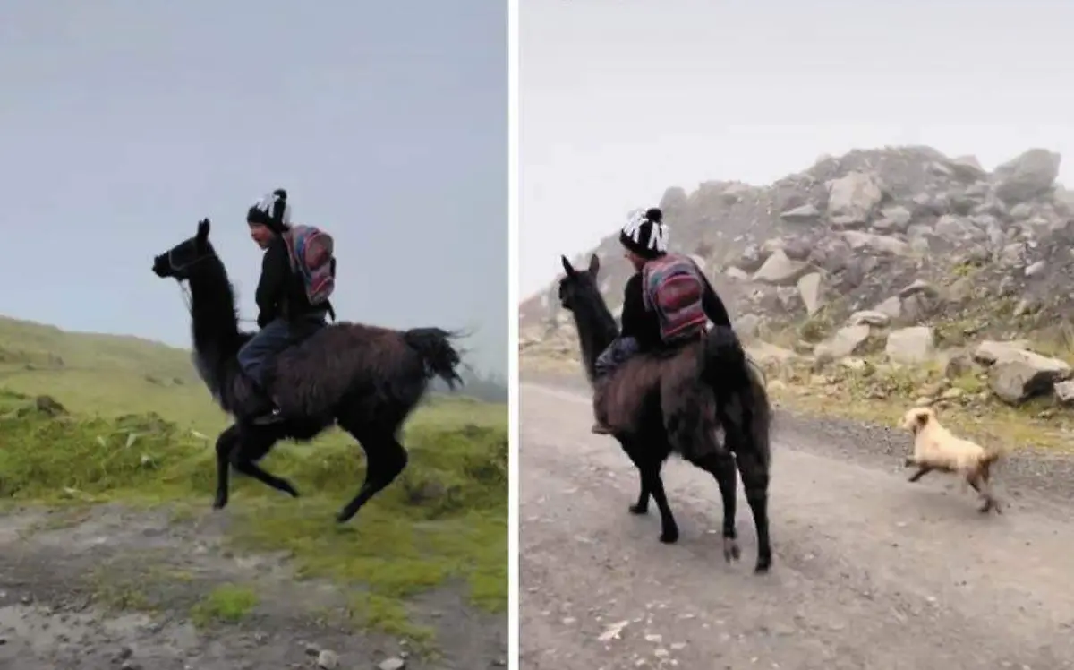 A toda velocidad y ¡a bordo de una llama! Graban a niño yendo a clases 